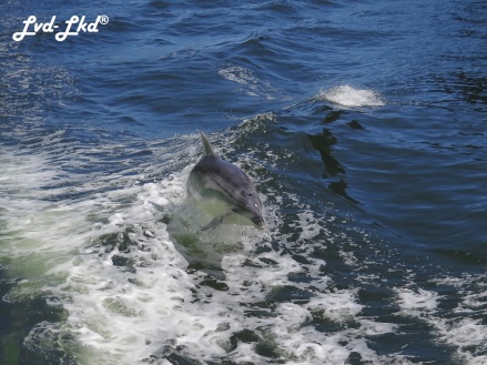 8 dauphins milford (3)