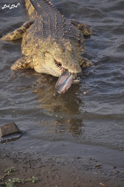 2-crocodile-mange